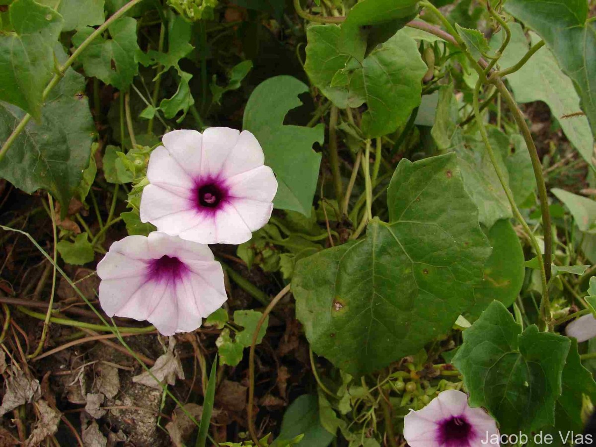 Argyreia kleiniana (Schult.) Raizada